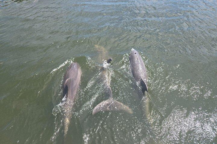Cocoa Beach - Private 2hr Dolphin Sightseeing Tour