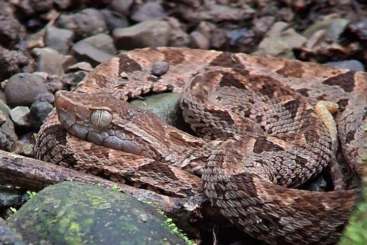 マヌエル・アントニオ国立公園ガイドツアー（チケットオプション付き）