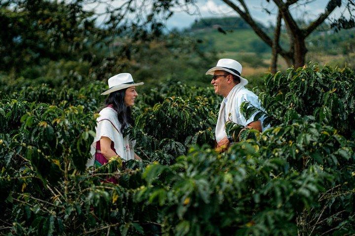 Tour do café na Finca del Café