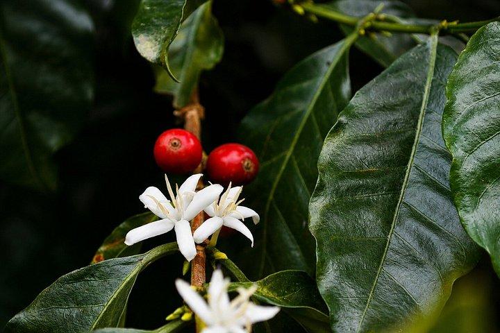 Kaffetur på Finca del Café
