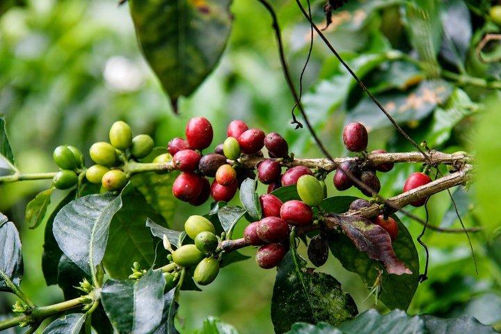 Tour do café na Finca del Café