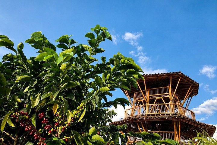 Kaffetur på Finca del Café