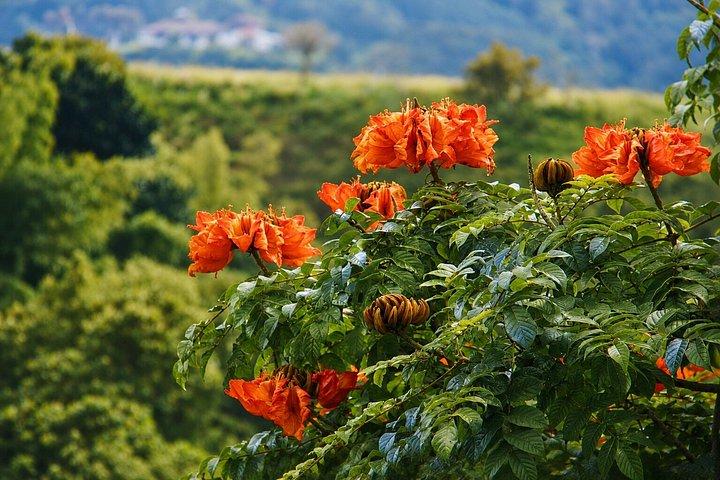 Kaffetur på Finca del Café