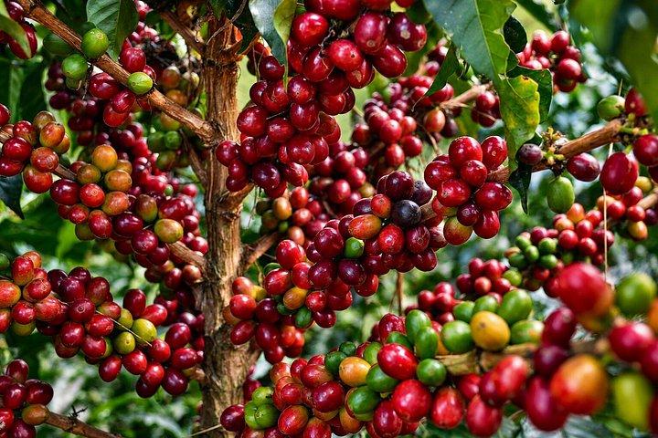 Kaffetur på Finca del Café