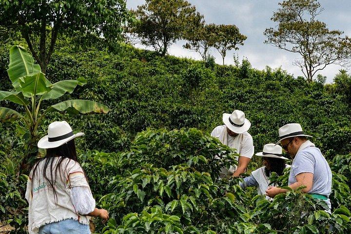 Kaffetur på Finca del Café