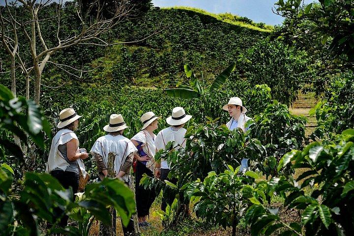 Kaffetur på Finca del Café