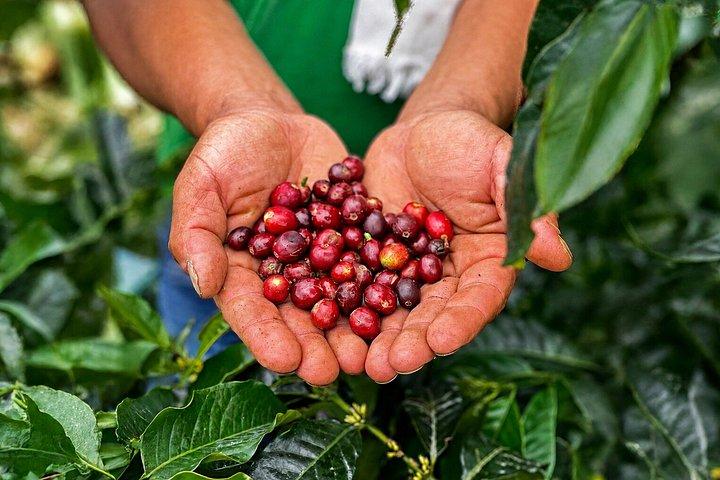 Kaffetur på Finca del Café