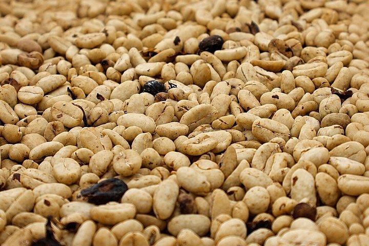 Kaffetur på Finca del Café