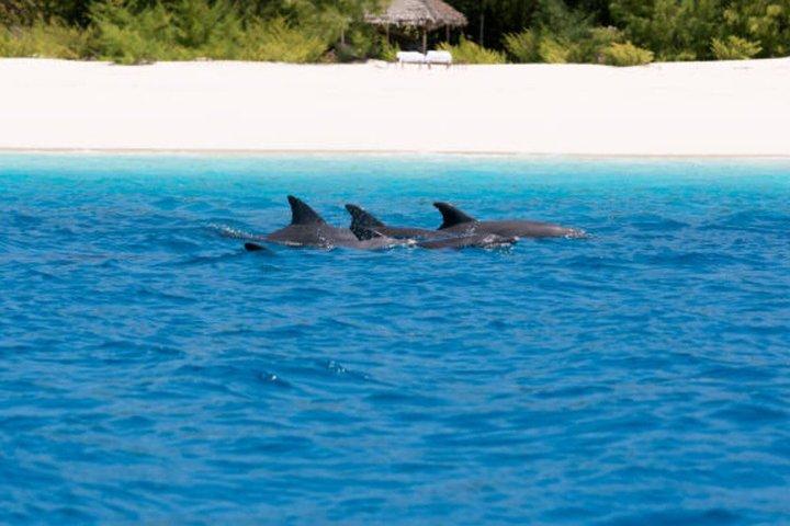 Mnemba dolphin tour ,Jozani forest & Salam cave +pick up