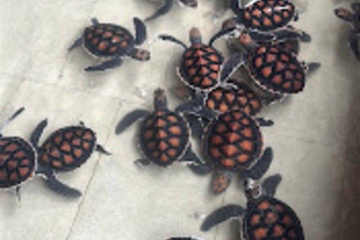 ムネンバイルカツアー,ジョザニの森＆サラム洞窟+ピックアップ