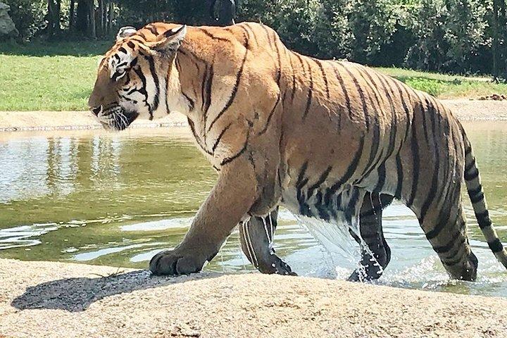 ラヴェンナ：サファリ・ラヴェンナ入場券