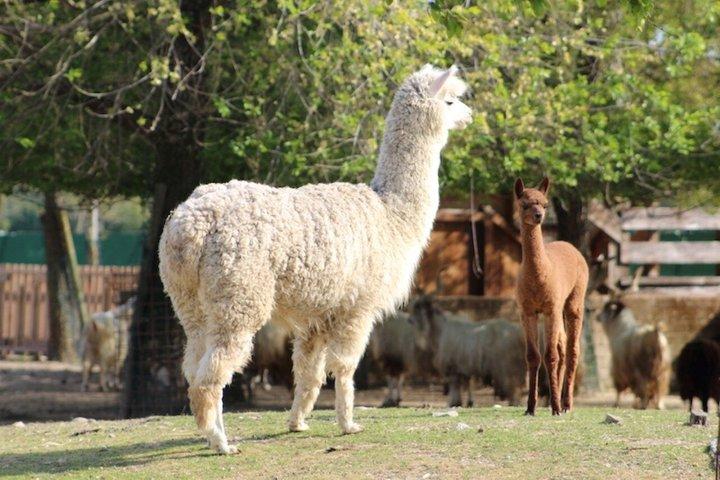 Rimini: Fiabilandia forlystelsespark adgangsbillet