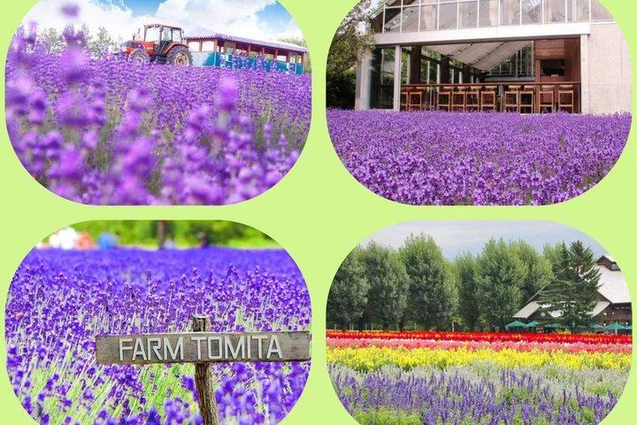 Asahiyama Zoo, Biei Blue Pond & Shirogane Falls Tour från Sapporo