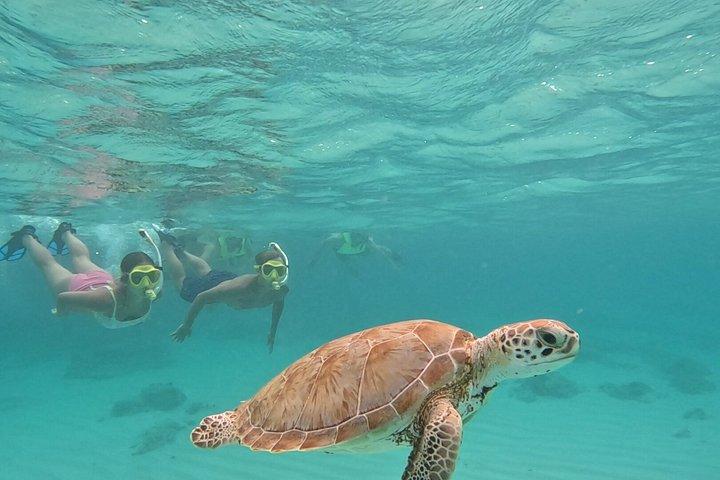 THE LOCAL WAY : Turtle & reef coral Snorkeling experience