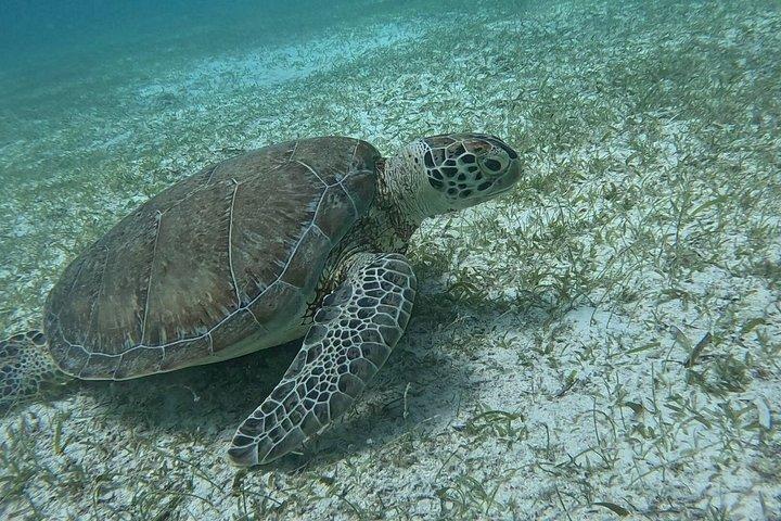 THE LOCAL WAY : Turtle & reef coral Snorkeling experience