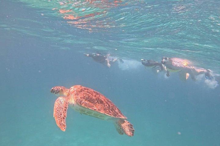 THE LOCAL WAY : Turtle & reef coral Snorkeling experience