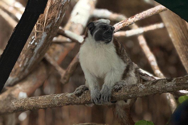 パナマ運河：ガトゥン湖野生動物ボートツアー
