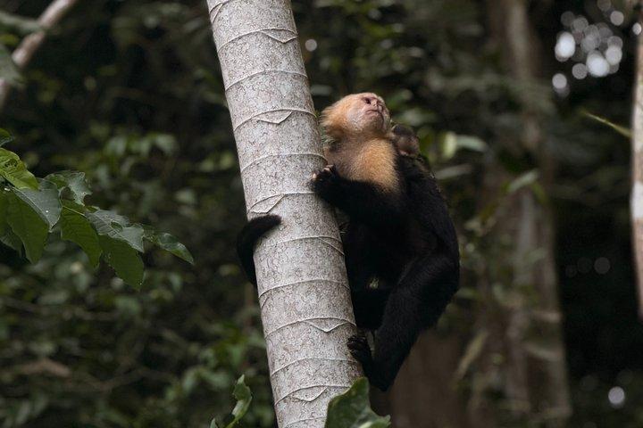 Panamakanal : Gatun Lake Wildlife Boat Tour