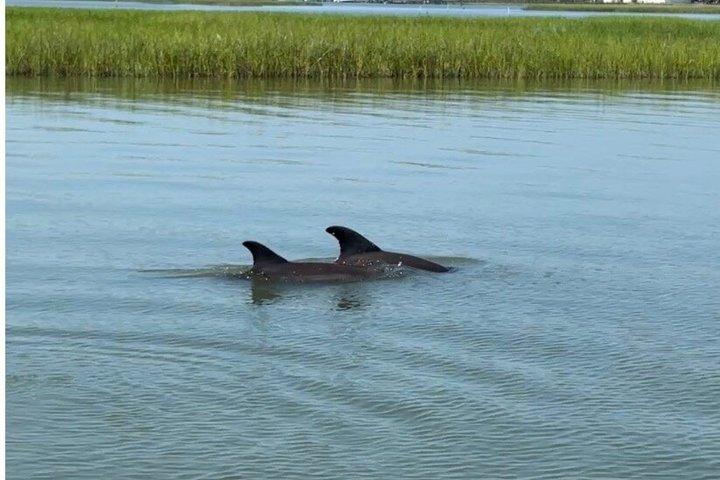Croisière privée de bateau de faune du matin dans le marais salant de marée éloigné