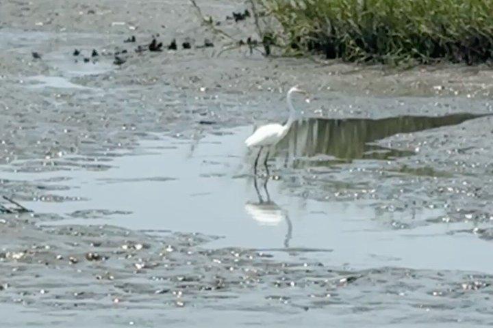 Croisière privée de bateau de faune du matin dans le marais salant de marée éloigné