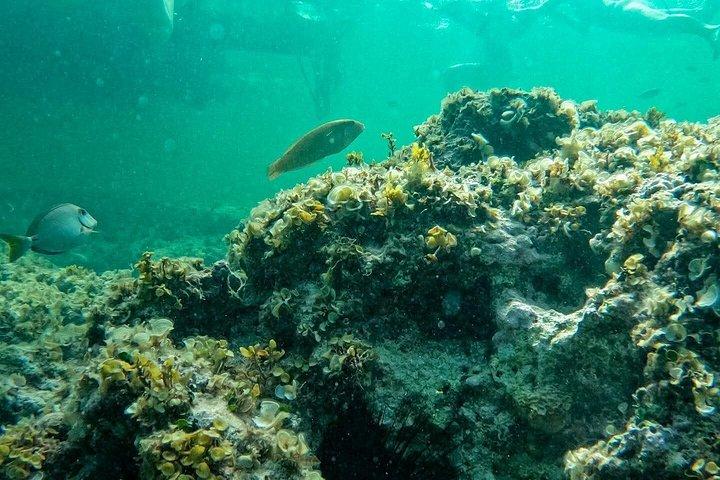 パーティボートツアー – プンタカナでのオールインクルーシブ・カタマランアドベンチャー