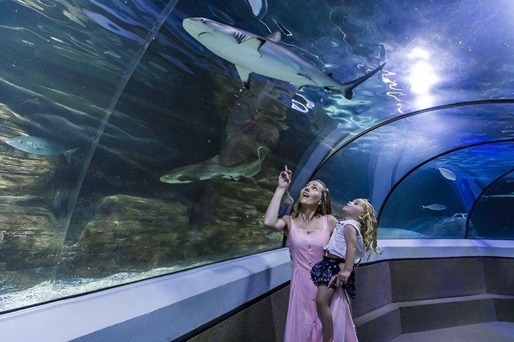SEA LIFEサンシャイン・コースト水族館入場券