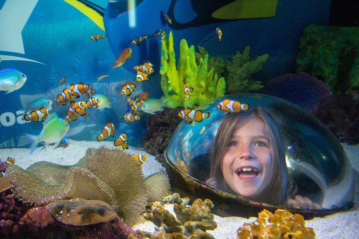 SEA LIFEサンシャイン・コースト水族館入場券