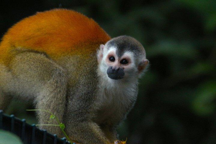 Explore Manuel Antonio National Park with Expert Guide