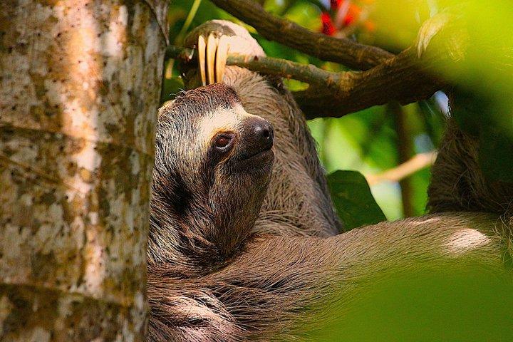 Explore Manuel Antonio National Park with Expert Guide