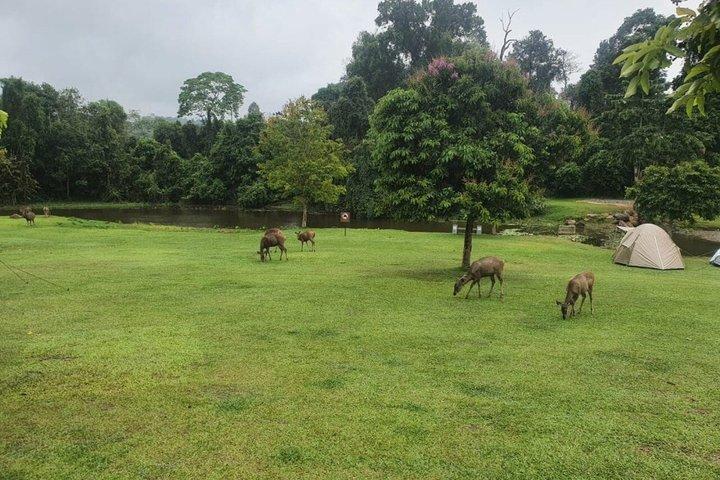 バンコク・アユタヤ寺院とカオヤイ国立公園ツアー
