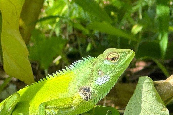プライベートベントータリバーサファリ野生動物アドベンチャーと絶景