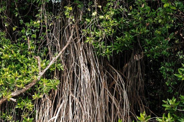 プライベートベントータリバーサファリ野生動物アドベンチャーと絶景