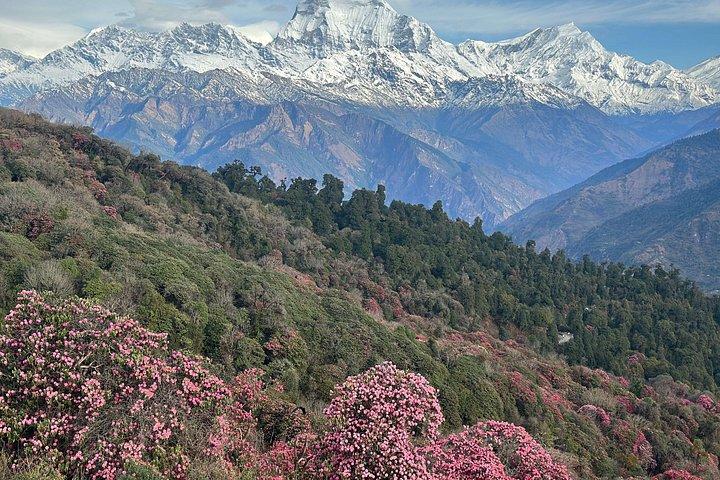 POON HILL HOT SPRING - 10 Days Trek