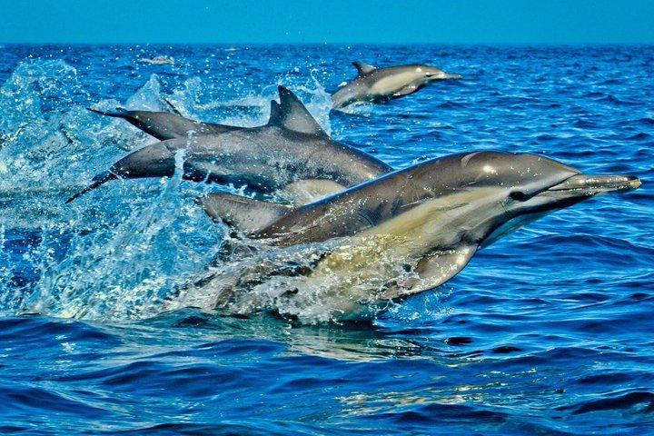 Zanzibar Full Day Mnemba Island, Nungwi en Kendwa Beach Tour
