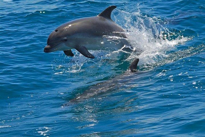 ザンジバル 1 日ムネンバ島、ヌングイ、ケンドワ ビーチ ツアー