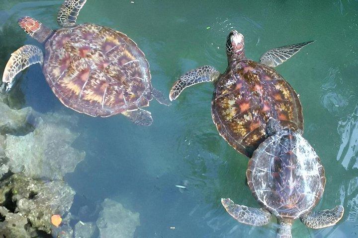 ザンジバル 1 日ムネンバ島、ヌングイ、ケンドワ ビーチ ツアー