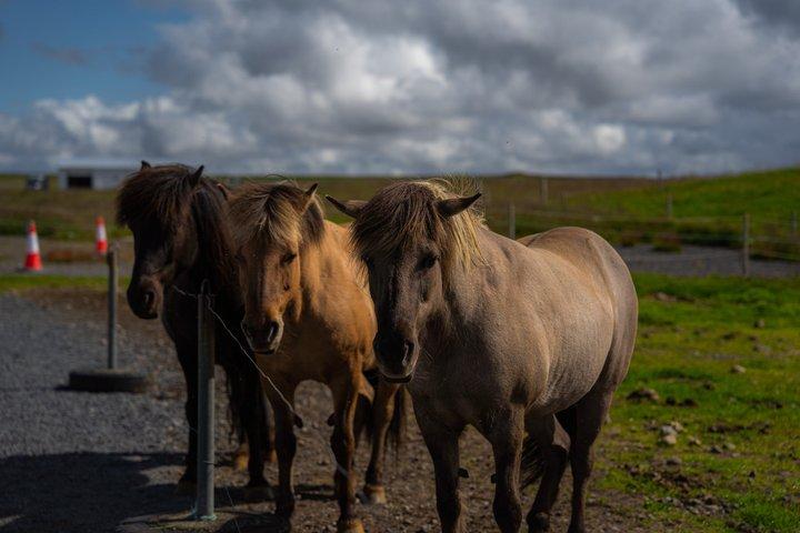 Nachmittagstour zum Golden Circle in kleiner Gruppe ab Reykjavik