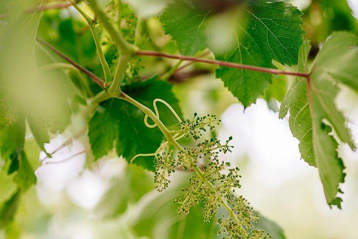 ソレント発ポンペイ、ランチ、ワインのガイドツアー