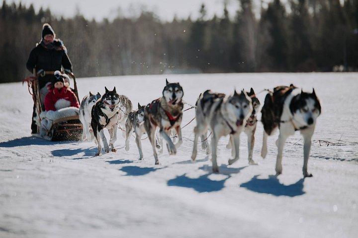 Experiência 5 - km Husky Safari de Levi