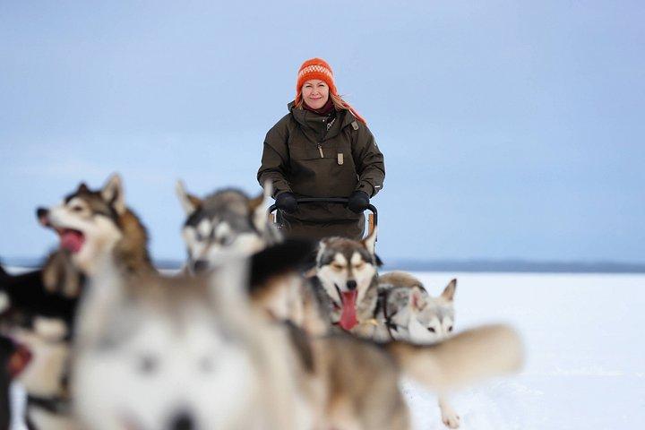 Experience 5-km Husky Safari from Levi