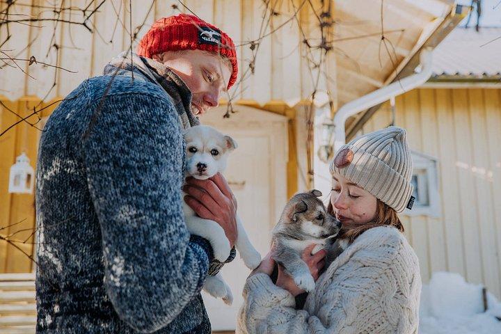Experiência 5 - km Husky Safari de Levi