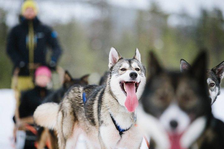 Experiência 5 - km Husky Safari de Levi