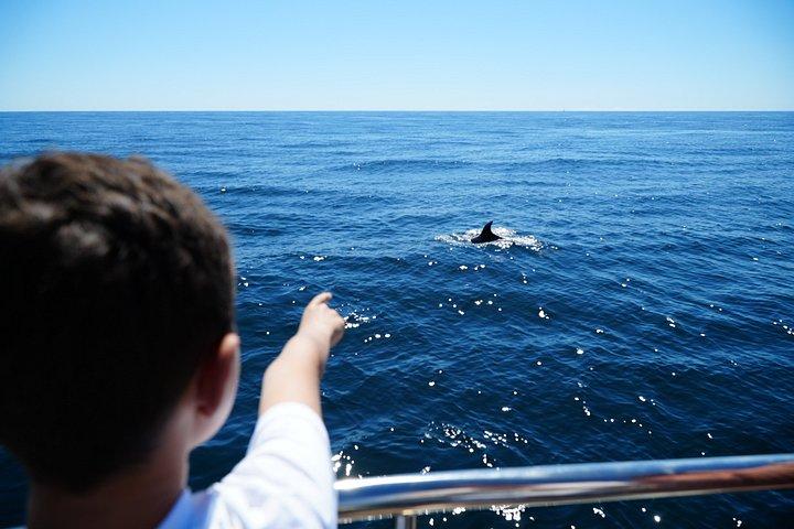 Albufeira: Dolphins & Benagil Caves with Marine Biologist