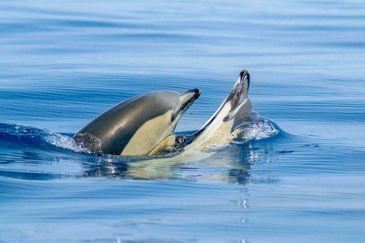 Croisière en bateau Dolphins & Cave avec biologiste marin d'Albufeira