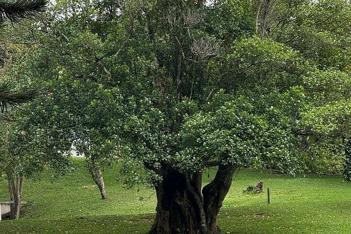 Private Kandy & Pinnawala Day Tour from Colombo