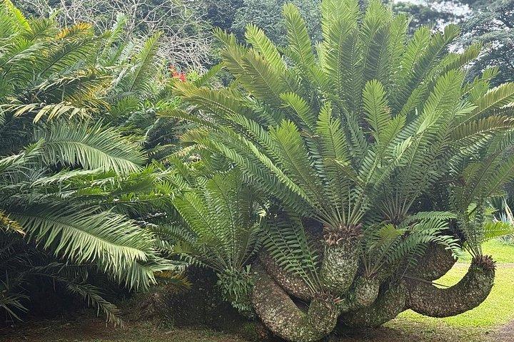 Private Kandy & Pinnawala Day Tour from Colombo