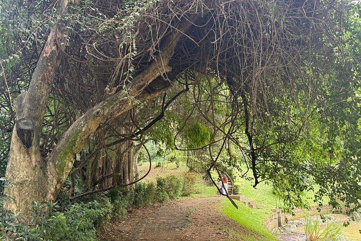 Private Kandy & Pinnawala Day Tour from Colombo