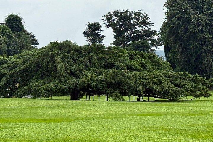 Private Kandy & Pinnawala Day Tour from Colombo