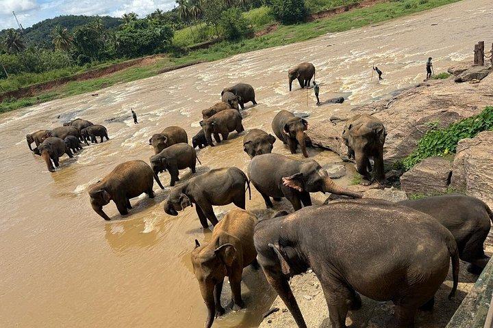 Private Kandy & Pinnawala Day Tour from Colombo