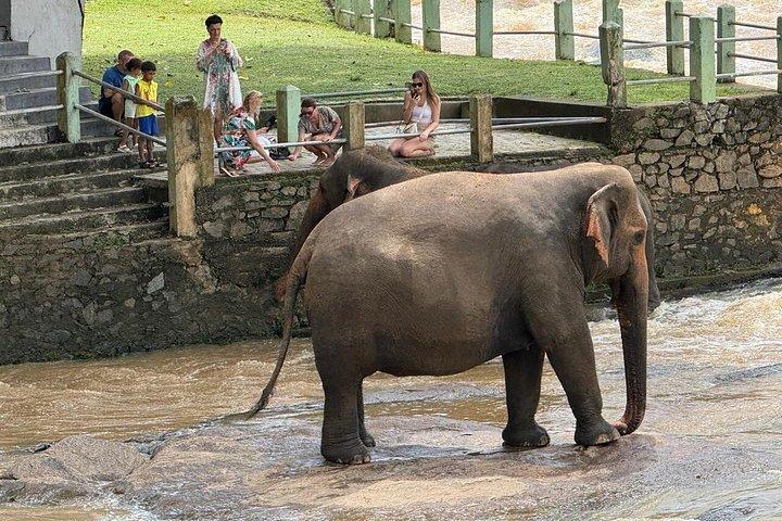 Private Kandy & Pinnawala Day Tour from Colombo